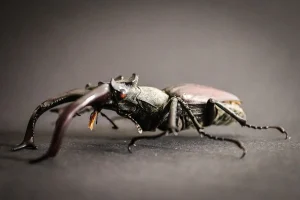 Speed Optimizer villiers explodes: 'cockroaches